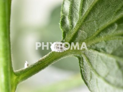 Phenacoccus solenopsis